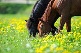 Obraz na płótnie lato grzywa koń łąka