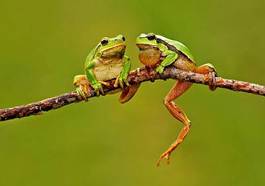 Obraz na płótnie płaz żaba zwierzę natura skok