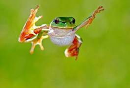 Fototapeta natura żaba płaz