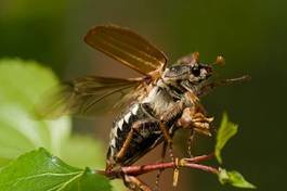 Fototapeta zwierzę natura wyjazd szkodnikami chrząszcz