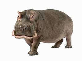 Naklejka zwierzę ssak hipopotam