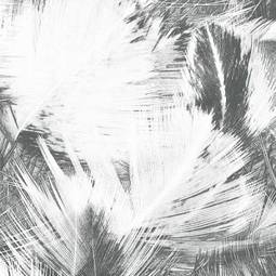 Obraz na płótnie abstract creative background from feather.
