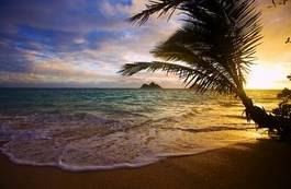 Naklejka plaża wybrzeże drzewa spokojny wyspa
