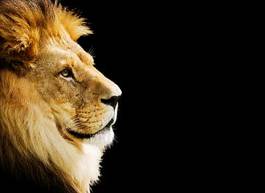Obraz na płótnie zamyślony lew