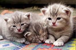 Fototapeta trzy słodkie kociaki