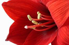 Naklejka kwiat kwitnący tropikalny liliowiec tło