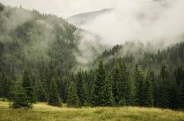 Fototapeta fog covering fir trees forest in mountain landscape