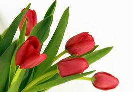 Fotoroleta tulipan bukiet natura