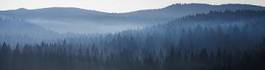 Naklejka panorama niedźwiedź las leśnik