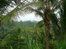 Naklejka dżungla indonezja las palma