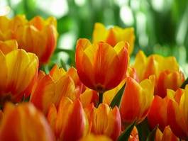 Naklejka kwiat tulipan roślina natura ogród