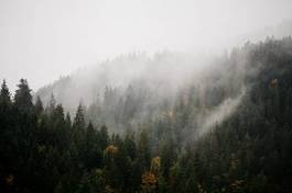 Fototapeta iglasty świerk spokojny krajobraz las