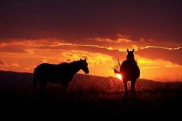 Naklejka natura słońce koń zwierzę warstwa