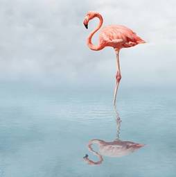 Obraz na płótnie woda egzotyczny ptak flamingo