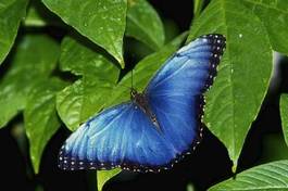 Fototapeta ameryka południowa kwiat motyl