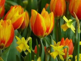 Obraz na płótnie natura tulipan ogród