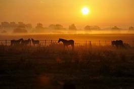 Fototapeta stado słońce koń