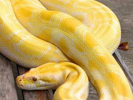 Obraz na płótnie wąż gad albino dusiciel