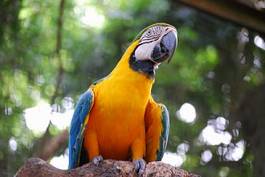 Fototapeta południe brazylia ameryka ptak