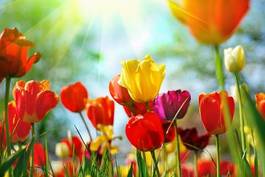 Naklejka kolorowe tulipany