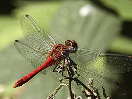 Fototapeta las szwajcaria natura czerwony owad