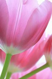 Naklejka tulipan bukiet kwiat różowy