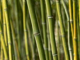 Fotoroleta słoma bambus natura