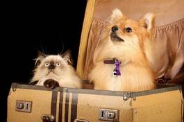 Fotoroleta kociak i szczeniak w walizce