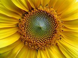 Fototapeta słońce kwiat słonecznik żółty 