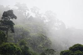 Naklejka roślina brazylia ameryka dżungla las