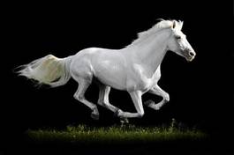 Fotoroleta koń trawa zwierzę
