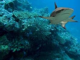 Fototapeta podwodne morze woda rekin koral