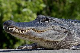 Fotoroleta dziki natura zwierzę krokodyl płaz