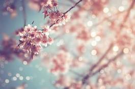 Fototapeta close-up of beautiful vintage sakura tree flower (cherry blossom) in spring. vintage color tone style.