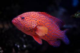 Fotoroleta ryba morze rafa koral tropikalny