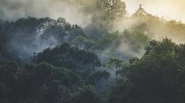 Fotoroleta natura roślinność drzewa wodospad góra