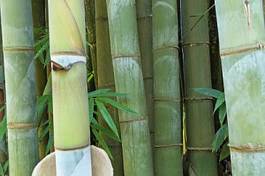 Naklejka natura roślina trawa bambus serce