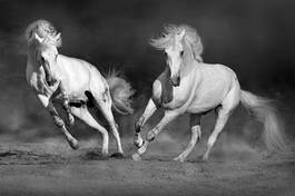 Fototapeta pustynia grzywa ogier koń