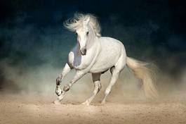 Fotoroleta grzywa piękny arabian koń