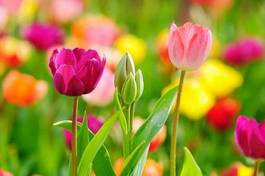 Obraz na płótnie tulipan roślina natura