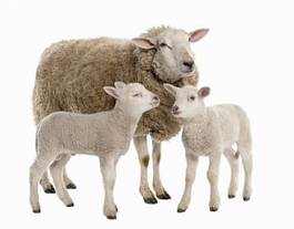 Naklejka bydło ssak owca zwierzę owieczka