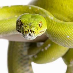 Naklejka gad zwierzę egzotyczny tropikalny wąż