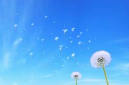 Fotoroleta pejzaż błękitne niebo kwiat preria krajobraz