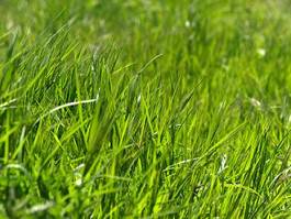 Naklejka trawa natura zielony
