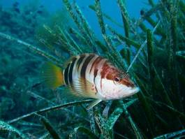 Fotoroleta morze śródziemne ryba ciekawski