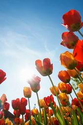 Fotoroleta lato tulipan niebo