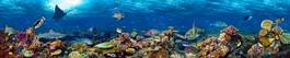 Fototapeta panorama egzotyczny ryba morze czerwone