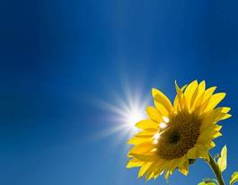 Obraz na płótnie niebo kwiat słonecznik lato