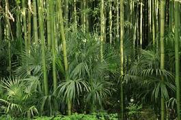 Fotoroleta japoński zen tropikalny spokojny roślinność