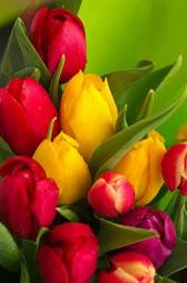 Naklejka bukiet tulipan kwiat